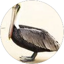 Steve Goertz profile picture